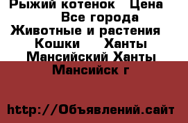 Рыжий котенок › Цена ­ 1 - Все города Животные и растения » Кошки   . Ханты-Мансийский,Ханты-Мансийск г.